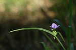 Spiderwort